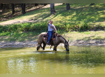 Caballo cuarto de milla, Yegua, 16 años, Buckskin/Bayo