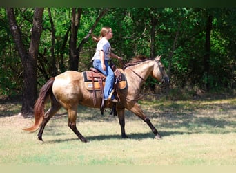 Caballo cuarto de milla, Yegua, 16 años, Buckskin/Bayo