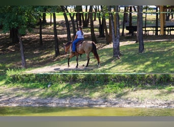 Caballo cuarto de milla, Yegua, 16 años, Buckskin/Bayo