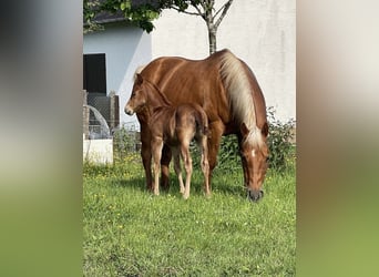 Caballo cuarto de milla, Yegua, 16 años, Palomino