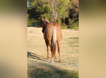 Caballo cuarto de milla, Yegua, 16 años, Palomino