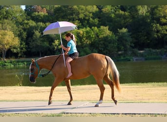 Caballo cuarto de milla, Yegua, 16 años, Palomino