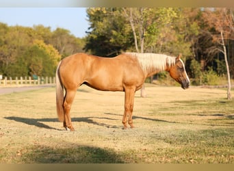Caballo cuarto de milla, Yegua, 16 años, Palomino