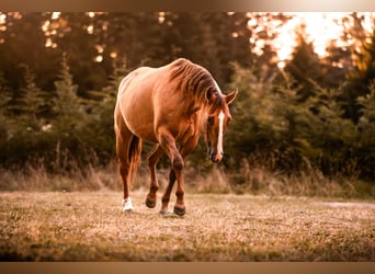 Caballo cuarto de milla, Yegua, 16 años, Red Dun/Cervuno