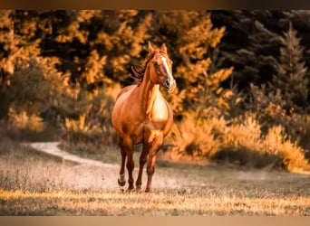 Caballo cuarto de milla, Yegua, 16 años, Red Dun/Cervuno