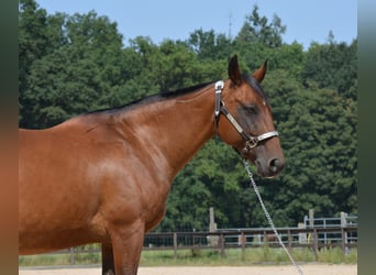 Caballo cuarto de milla, Yegua, 17 años, 145 cm, Castaño