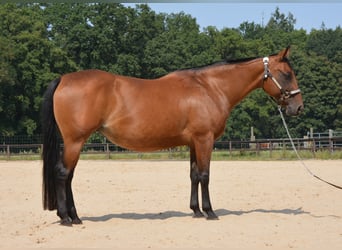 Caballo cuarto de milla, Yegua, 17 años, 145 cm, Castaño