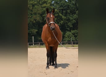 Caballo cuarto de milla, Yegua, 17 años, 145 cm, Castaño