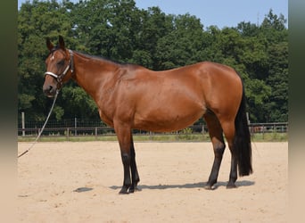 Caballo cuarto de milla, Yegua, 17 años, 145 cm, Castaño