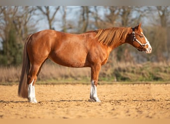 Caballo cuarto de milla Mestizo, Yegua, 17 años, 148 cm, Alazán