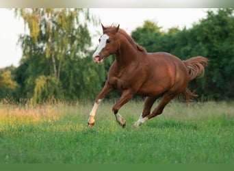 Caballo cuarto de milla Mestizo, Yegua, 17 años, 148 cm, Alazán