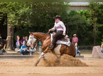 Caballo cuarto de milla, Yegua, 17 años, 148 cm, Castaño