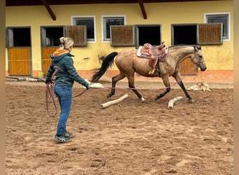 Caballo cuarto de milla, Yegua, 17 años, 154 cm, Buckskin/Bayo