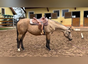 Caballo cuarto de milla, Yegua, 17 años, 154 cm, Buckskin/Bayo