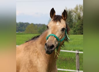 Caballo cuarto de milla, Yegua, 17 años, 154 cm, Buckskin/Bayo