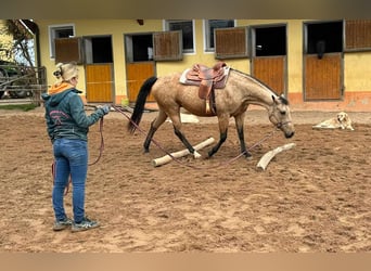 Caballo cuarto de milla, Yegua, 17 años, 154 cm, Buckskin/Bayo