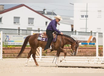 Caballo cuarto de milla, Yegua, 17 años, 155 cm, Alazán-tostado