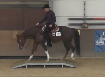 Caballo cuarto de milla, Yegua, 17 años, 155 cm, Alazán-tostado