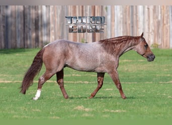 Caballo cuarto de milla, Yegua, 18 años, 142 cm, Alazán rojizo