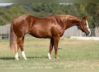 Caballo cuarto de milla, Yegua, 18 años, 142 cm, Alazán rojizo