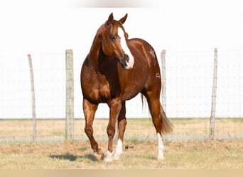 Caballo cuarto de milla, Yegua, 18 años, 142 cm, Alazán rojizo