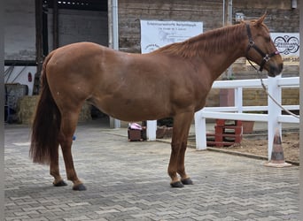 Caballo cuarto de milla, Yegua, 18 años, 150 cm, Alazán-tostado