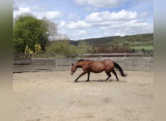 Caballo cuarto de milla, Yegua, 18 años, 150 cm, Castaño