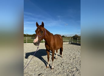 Caballo cuarto de milla, Yegua, 18 años, 152 cm, Alazán
