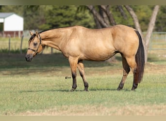Caballo cuarto de milla, Yegua, 18 años, 152 cm, Buckskin/Bayo