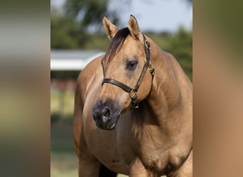 Caballo cuarto de milla, Yegua, 18 años, 152 cm, Buckskin/Bayo