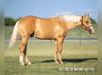 Caballo cuarto de milla, Yegua, 18 años, 152 cm, Buckskin/Bayo