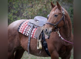 Caballo cuarto de milla, Yegua, 18 años, 152 cm, Ruano alazán