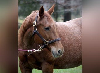 Caballo cuarto de milla, Yegua, 18 años, 152 cm, Ruano alazán