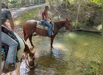 Caballo cuarto de milla, Yegua, 18 años, 152 cm, Ruano alazán