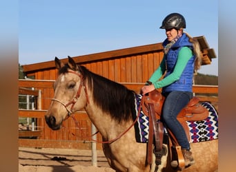 Caballo cuarto de milla, Yegua, 18 años, 154 cm, Buckskin/Bayo