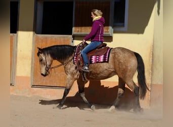 Caballo cuarto de milla, Yegua, 18 años, 154 cm, Buckskin/Bayo
