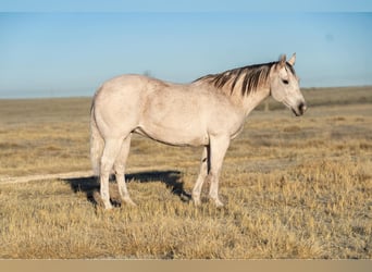 Caballo cuarto de milla, Yegua, 18 años, 155 cm, Tordo