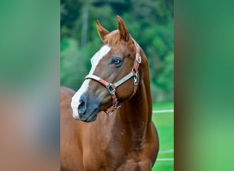 Caballo cuarto de milla, Yegua, 18 años, Alazán