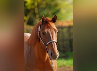 Caballo cuarto de milla, Yegua, 18 años, Alazán rojizo