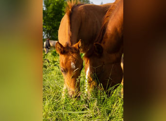 Caballo cuarto de milla, Yegua, 19 años, 145 cm, Alazán