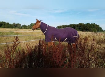 Caballo cuarto de milla, Yegua, 19 años, 147 cm, Alazán