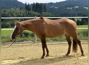Caballo cuarto de milla, Yegua, 19 años, 148 cm, Red Dun/Cervuno