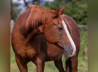 Caballo cuarto de milla, Yegua, 19 años, 150 cm, Alazán