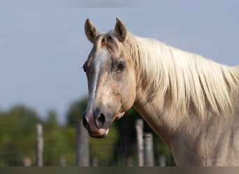 Caballo cuarto de milla, Yegua, 19 años, 152 cm, Palomino