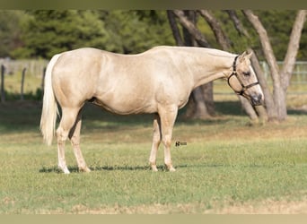 Caballo cuarto de milla, Yegua, 19 años, 152 cm, Palomino