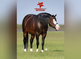 Caballo cuarto de milla, Yegua, 19 años, 152 cm, Palomino