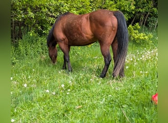 Caballo cuarto de milla, Yegua, 19 años