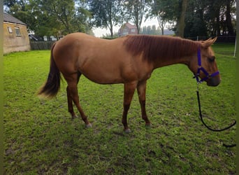 Caballo cuarto de milla, Yegua, 1 año, 138 cm, Red Dun/Cervuno