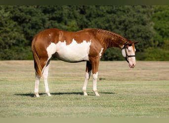 Caballo cuarto de milla Mestizo, Yegua, 1 año, 140 cm, Alazán rojizo