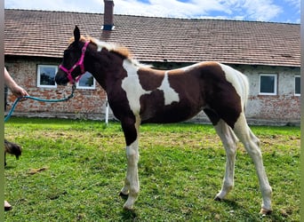 Caballo cuarto de milla, Yegua, 1 año, 140 cm, Negro